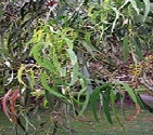 Huile Essentielle d'Eucalyptus Radiata