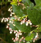 Gaulth&eacute;ria Frangrantissima